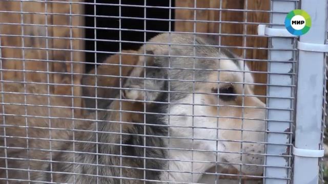 приют для бездомных животных смотреть онлайн