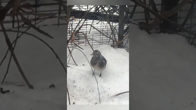 Птицы зимой, Дрозд-рябинник смотреть онлайн