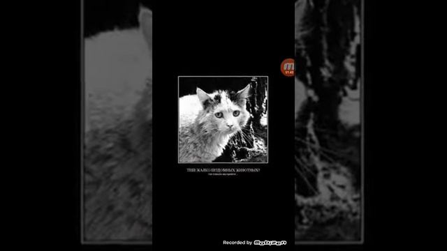 Не нужно обижать животных смотреть онлайн