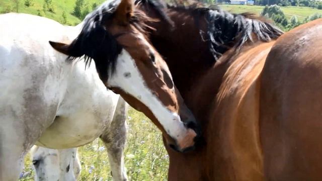 5 минут в табуне. Лошади на свободе / The life of horses in Russia смотреть онлайн