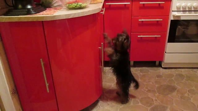 Йоркширский Терьер Арчи пытается украсть огурцы смотреть онлайн