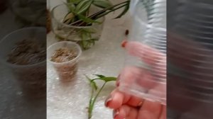 Укоренение сингониума.