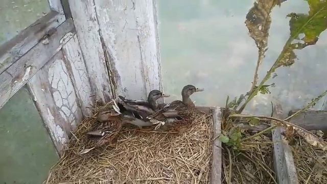 ДЛЯ ЧЕГО МНЕ ДИКИЕ УТКИ?//РАЗВЕДЕНИЕ ДИКИХ УТОК// смотреть онлайн