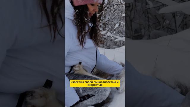 Удивительные факты о Сибирской Хаски смотреть онлайн