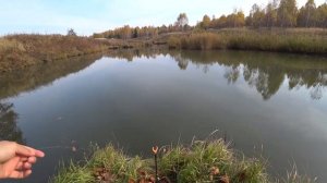 РЫБАЛКА на РЕЗИНКУ! КРУПНЫЙ САЗАН и КАРП НА РЕЗИНКУ. РЫБАЛКА из ДЕТСТВА. ЛОВЛЯ КАРПА В ОКТЯБРЕ!