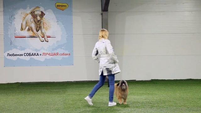 Танцы с собаками. Ильина Полина и пиренейская овчарка Харди. Случайная встреча смотреть онлайн