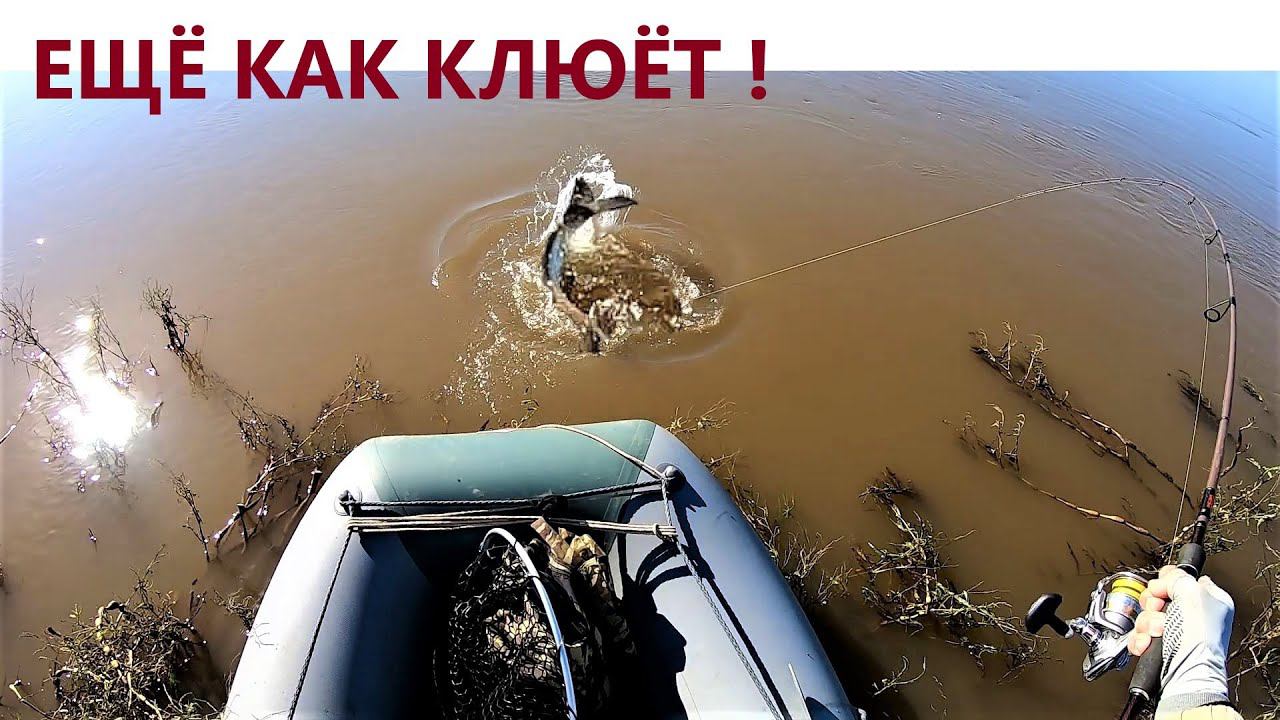 А говорили вода большая не клюёт! Сентябрь Рыбалка на Амуре смотреть онлайн