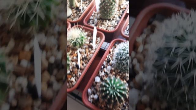 🌵🌵Мои кактусы. смотреть онлайн