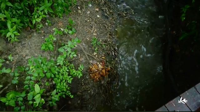 Чтение Корана Успокоеваюшая под шумом дождя ? смотреть онлайн