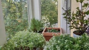 Алиссум ампельный в кашпо на балконе. Обильное осеннее цветение.