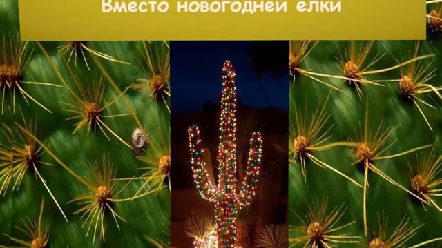 Онлайн-викторина «Великолепные колючки»