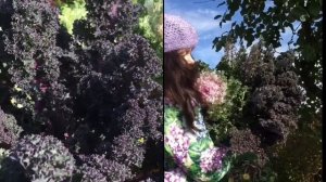 Декоративная капуста: лучшее украшение осеннего сада! Как вырастить? Лучшие сорта, мой опыт