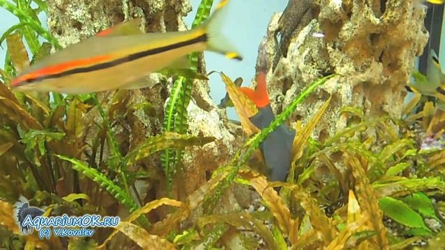 Лабео двухцветный (Epalzeorhynchos bicolor) и барбусы денисони (Sahyadria denisonii) смотреть онлайн