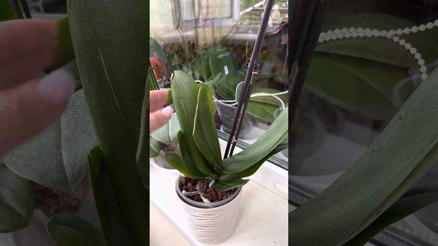 Орхідея Sunset Gemstones, @Tipaechka відеоогляд орхідеї новинка!