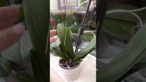 Орхідея Sunset Gemstones, @Tipaechka відеоогляд орхідеї новинка!