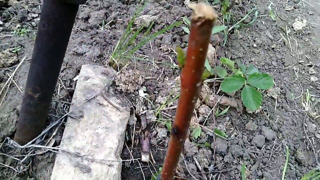 Результаты прививки самодельным секатором смотреть онлайн