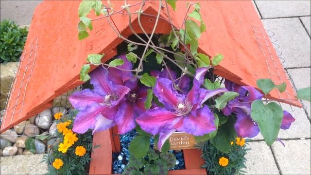 Clematis Hybrid Mrs N Thompson in flower, Help, Care and instructions. смотреть онлайн