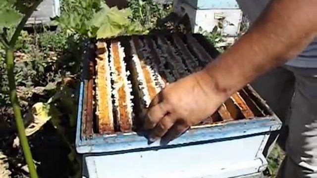 применение разделительной решетки ульевой ( обновление 27 июля 2014 года ) смотреть онлайн