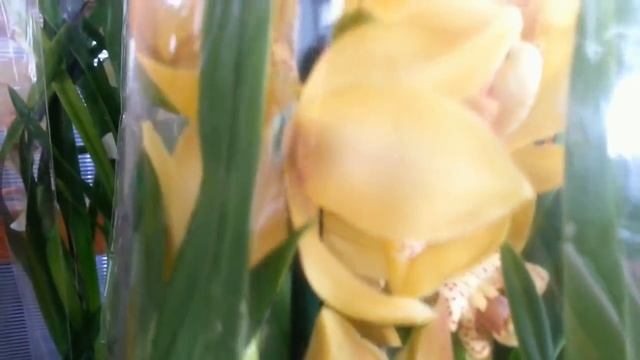 ОРХИДЕИ на БАЗЕ "Rakita flowers",Самара. смотреть онлайн