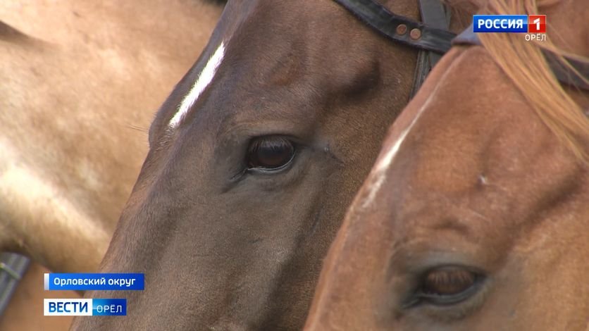 В Орловской области прошло русское родео смотреть онлайн