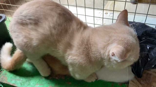 Cat in heat ? || Bơ vs MiMo1 || Munchkin Mate || Cat breeding ? смотреть онлайн