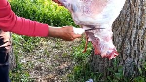 СЕКРЕТЫ РАЗДЕЛКИ БАРАНА ПО-КАЗАХСКИ НА ВЕСУ. ЖЕКЖАТ В ГЛАВНОЕ РОЛИ. НОВЫЙ НОЖ