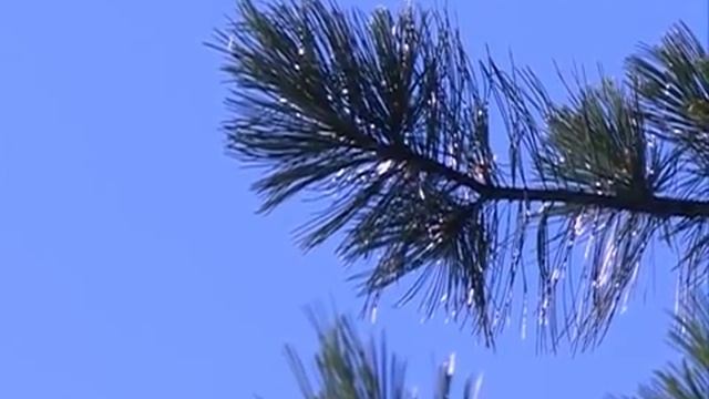 Впервые за 30 лет в Молочном под Вологдой начали плодоносить кедры смотреть онлайн