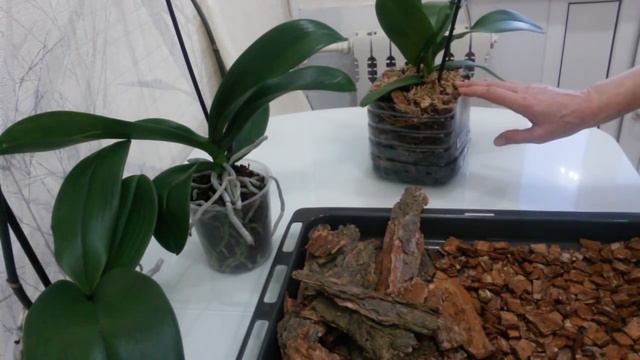 Нужно ли проваривать Cосновую кору для посадки орхидей?