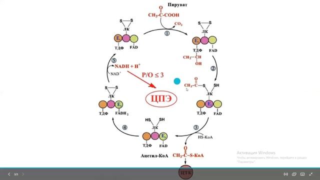 Пируватдегидрогеназды комплекс/Биохимия смотреть онлайн