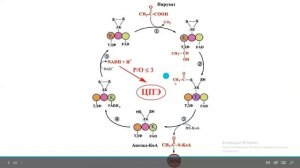 Пируватдегидрогеназды комплекс/Биохимия