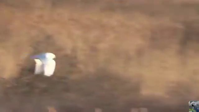 Полярная, или белая сова (англ. Snowy owl) смотреть онлайн