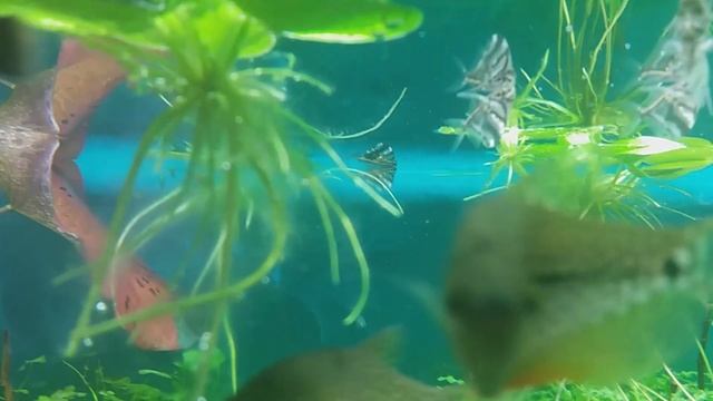 Карнегиелла или клинобрюшка мраморная (Carnegiella strigata) смотреть онлайн