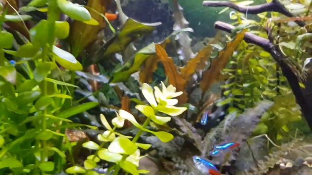 Стайки аквариумных рыб смотреть онлайн