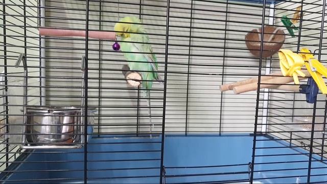 СТРИМ On Line Ответы на вопросы о волнистых попугаях