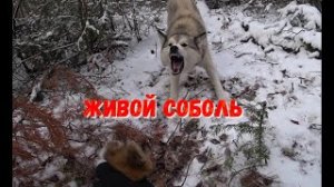 УДАЧНЫЕ ДНИ ПРОМЫСЛА.