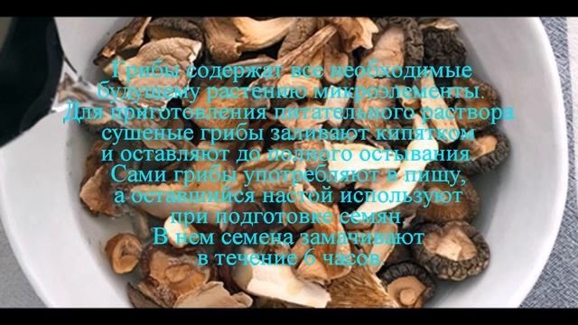 Замачивание семян в грибном отваре смотреть онлайн