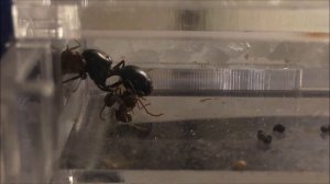 МУРАВЬИНАЯ  МАТКА ЖНЕЦОВ ОТКЛАДЫВАЕТ ЯЙЦА. МУРАВЬИНАЯ ФЕРМА