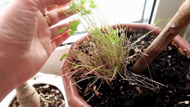 Петрушка круглый год на подоконнике смотреть онлайн