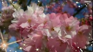 ВИШНЯ - Виктор Королёв