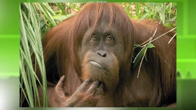 ГД, НО МНЕ МЕШАЮТ РАНДОМНЫЕ КЛИКИ | GEOMETRY DASH смотреть онлайн