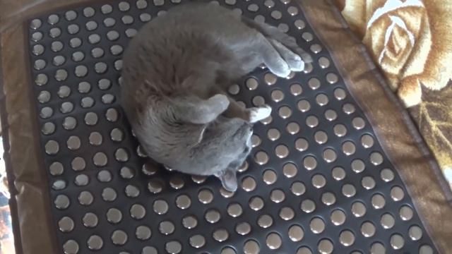 Кот на турманиевом мате смотреть онлайн