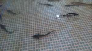 ОБМАН ПРИ ПОКУПКЕ МАЛЬКА ОСЕТРА