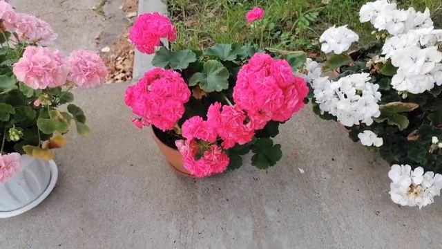 Пеларгония)))Эту красоту нужно показывать снова и снова))) смотреть онлайн