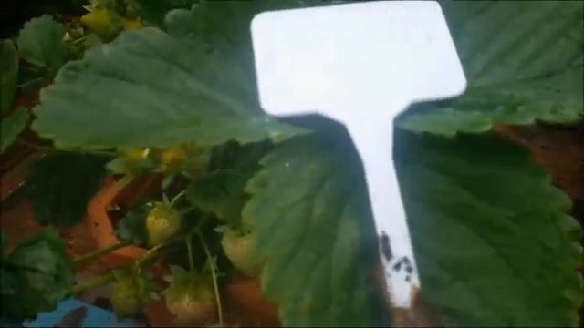 Размножение клубники усами. Самый простой способ. смотреть онлайн