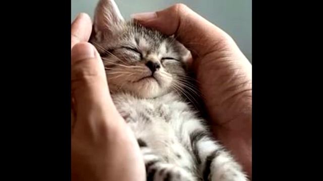 Грустная история о коте! До слёз смотреть онлайн