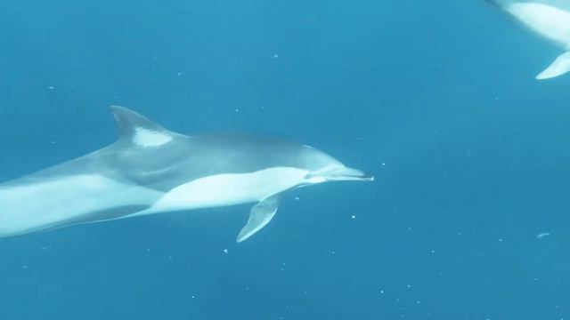 Relaxing Music Video With The Playful Dolphins In The Ocean. смотреть онлайн