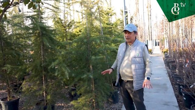 Ливан кедри – шифобахш ўсимлик смотреть онлайн