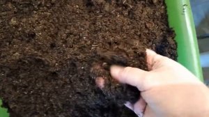 Как вырастить ПЛАТИКОДОН из семян. От грунта до цветка.