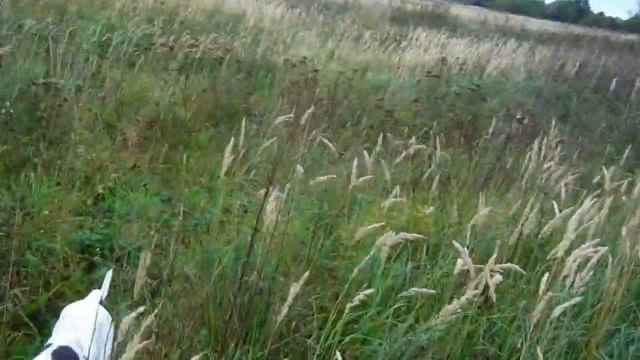 Датский пойнтер Айтор 7,5 месяцев, куропатка смотреть онлайн