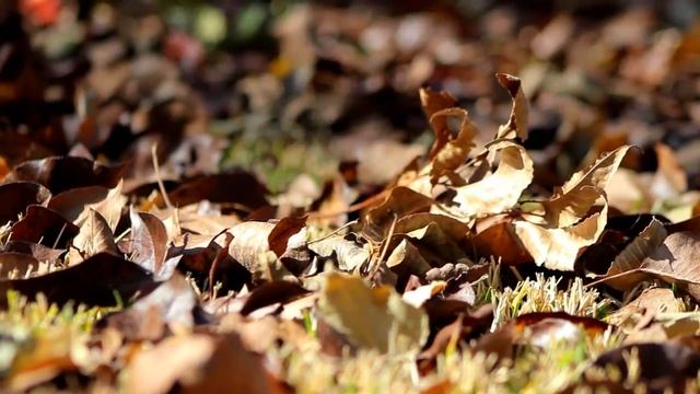 HERZ - Goldsun Autumn. DREAM THEME. Златосолнечная Осень подарит Всем тепло! смотреть онлайн